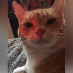 Meet your Posher, Lexi